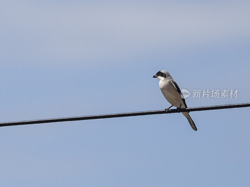 Lesser Grey Shrike, Lanius minor, Waterberg N.P., Namibia, Africa